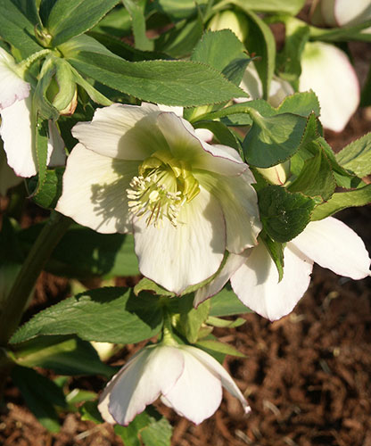 Helleborus x hybridus PDN White 1 QT (Hybrid Lenten Rose) slide #27803
