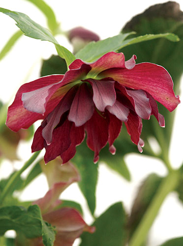 Helleborus x hybridus Heronswood Double Lavender S (Double Lavender Hybrid Lenten Rose) slide #30261