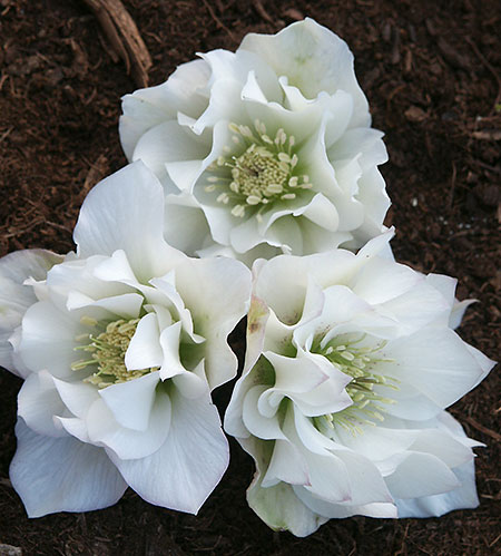 Helleborus x hybridus Heronswood Double White Stra (Double White Hybrid Lenten Rose) slide #60003