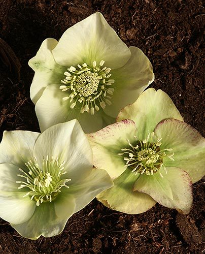 Helleborus x hybridus Heronswood Creamy Yellow Mix (Creamy Yellow Hybrid Lenten Rose) slide #60004