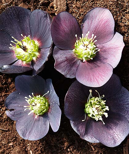 Helleborus x hybridus Heronswood Black Purple Stra (Black Purple Hybrid Lenten Rose) slide #60005