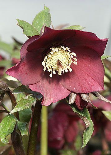 Helleborus x hybridus Heronswood Violet Red Strain (Violet Red Hybrid Lenten Rose) slide #60006