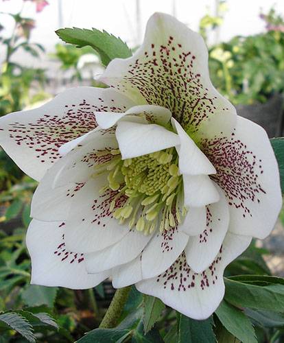 Helleborus x hybridus 'Elegance White' (Elegance White Hybrid Lenten Rose) slide #60855