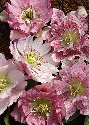 Helleborus x hybridus Mardi Gras Double Pink 3 QT (Mardi Gras Double Pink Lenten Rose) slide #61861