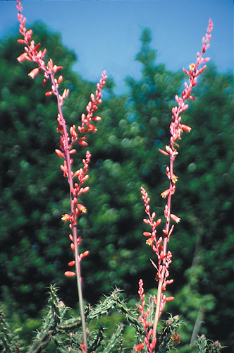 Hesperaloe parviflora (False Red Yucca) slide #29145