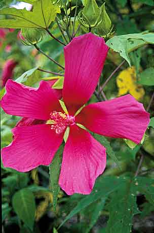 Hibiscus 'Red Flyer' (Red Flyer Mallow) slide #17613
