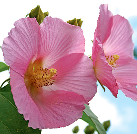 Hibiscus paramutabilis 'Shanghai Pink' (Shanghai Pink Mallow) slide #60188