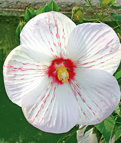 Hibiscus 'Peppermint Flare' (Peppermint Flare Mallow) slide #60190