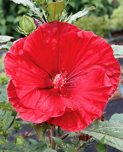 Hibiscus 'Cranberry Crush' PPAF (Cranberry Crush Hardy Mallow) slide #61305