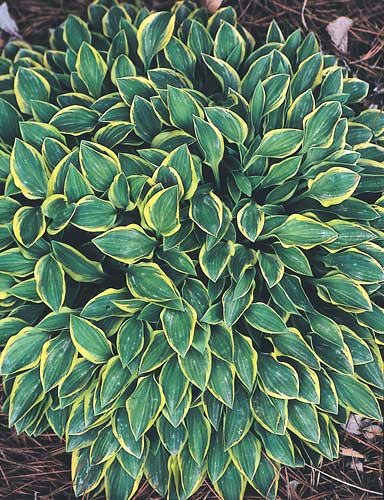 Hosta 'Hush Puppie' (T. Avent 05) slide #26290