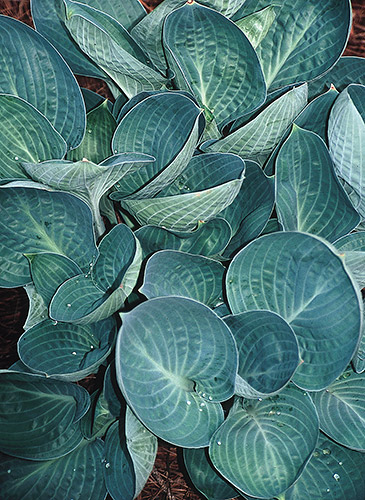 Hosta 'Dixie Cups' (T. Avent 07) slide #28637