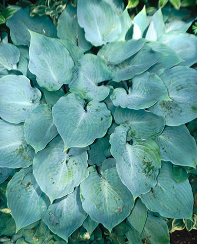 Hosta 'High Tide' (H. Hansen 05) slide #29302