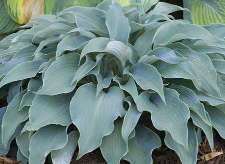 Hosta 'Flemish Sky' (D. Van Eechaute 04) slide #60866