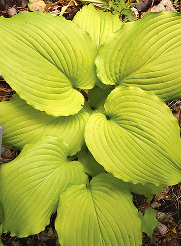 Hosta 'Dancing Queen' (K. Terpening 05) slide #61311