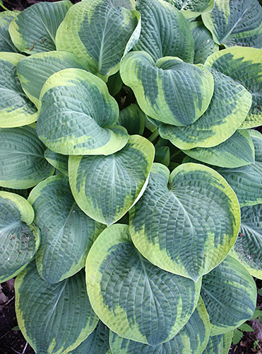 Hosta 'Glory Hallelujah' (H. Hansen  07) slide #61313