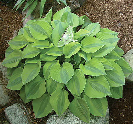 Hosta 'Luna Moth' (B. Meyer NR) slide #61316