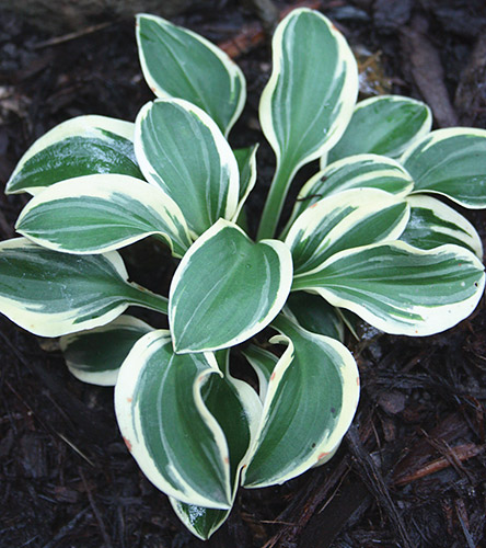 Hosta 'Mighty Mouse' (Walters Gardens 06) slide #61317