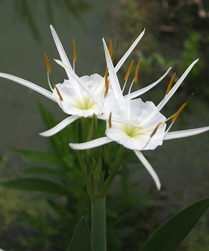 Hymenocallis liriosme (Spring Marsh Spider Lily) slide #60379