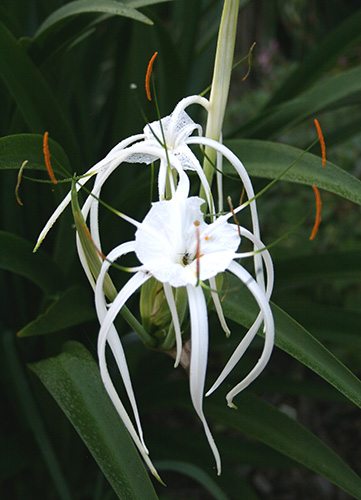 Hymenocallis riparia (Mexican River Spider Lily) slide #60879