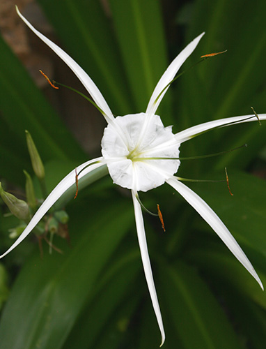 Hymenocallis caribaea 'Superstar' (Superstar Spider Lily) slide #61195