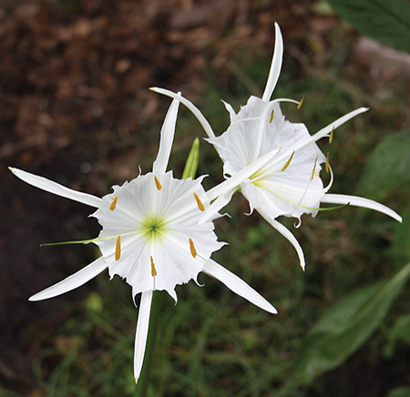 Hymenocallis coronaria Bibb Co. Alabama (Cahaba Spider Lily) slide #61325