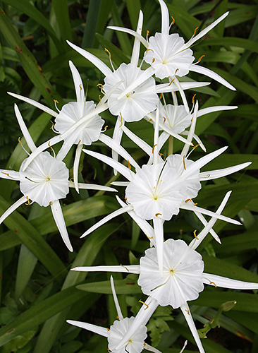 Hymenocallis traubii (Traub's Spider Lily) slide #61445