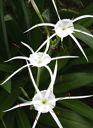 Hymenocallis caribaea 'Tropical Giant' (Tropical Giant Spider Lily) slide #61446