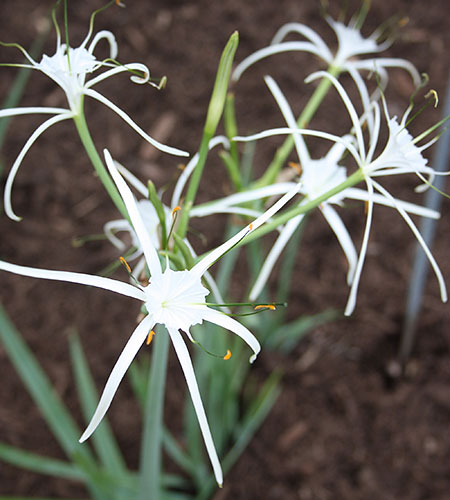 Hymenocallis howardii (Howard's Spider Lily) slide #62121