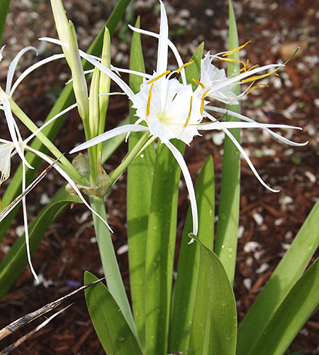 Hymenocallis liriosme 'Rayville' (Spring Marsh Spider Lily) slide #62122