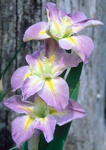 Iris x louisiana 'Handmaiden' (Handmaiden Louisiana Iris) slide #17067