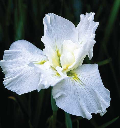 Iris ensata 'Little Snow Man' (White Japanese Iris) slide #17271
