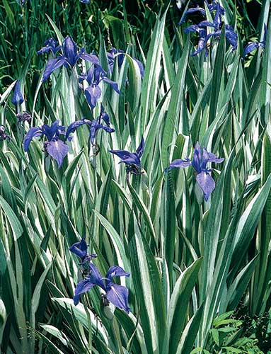 Iris laevigata 'Variegata' (Striped Water Iris) slide #23519