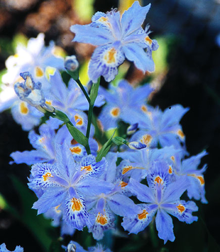 Iris japonica 'Eco Easter' (Evergreen Japanese Iris) slide #25965