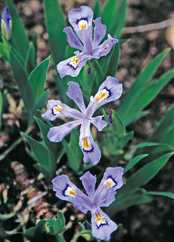Iris cristata 'Powder Blue Giant' (Powder Blue Giant Crested Iris) slide #25980