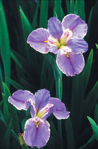 Iris x louisiana 'Now and Forever' (Now and Forever Louisiana Iris) slide #28830