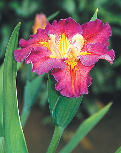 Iris x louisiana 'Joie de Vivre' (Joie de Vivre Louisiana Iris) slide #28834