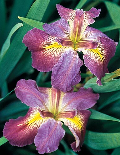 Iris x louisiana 'Cajun Love' (Cajun Love Louisiana Iris) slide #29005
