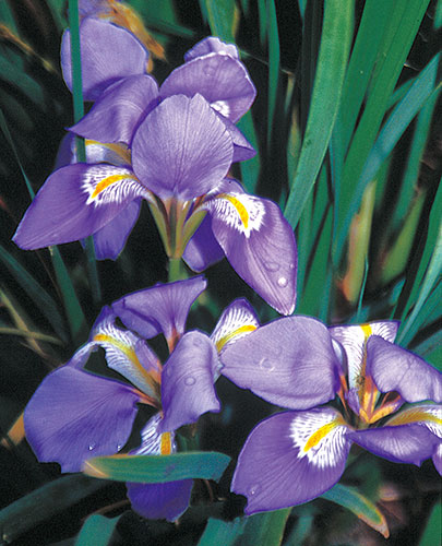 Iris unguicularis (Winter Blooming Algerian Iris) slide #30412