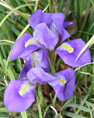 Iris unguicularis ssp. cretensis (Winter Blooming Iris) slide #60312