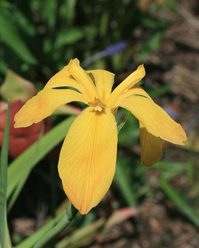 Iris fulva 'Lois' (Lois's Yellow Copper Iris) slide #60381
