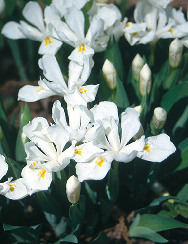 Iris cristata 'Tennessee White' (Tennessee White Woods Iris) slide #60882