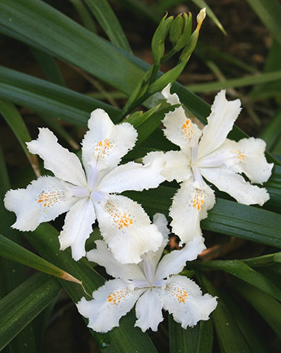 Iris japonica 'Wuhan Angel' (Japanese Iris) slide #60883