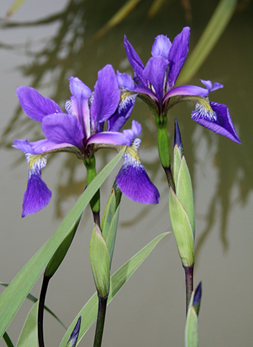Iris x robusta 'Dark Aura' (J. Hewitt 96) slide #60888