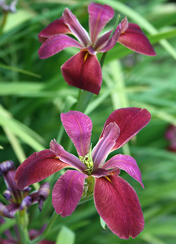 Iris nelsonii (Nelson's Water Iris) slide #61034