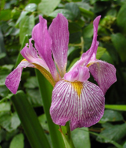 Iris virginica 'Carl Amason' (Carl Amason Blue Flag Iris) slide #61035