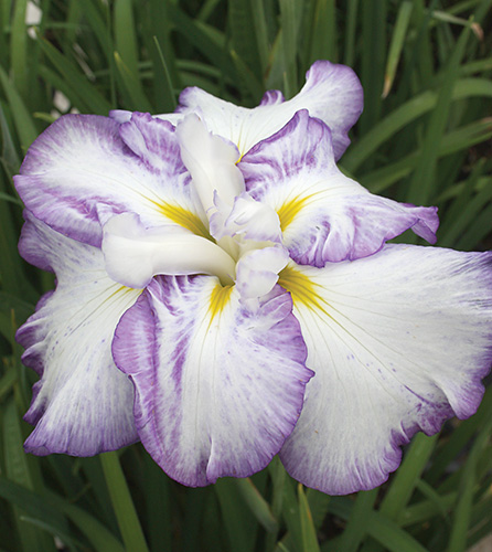 Iris ensata 'Sweet Murmur' (Sweet Murmur Japanese Iris) slide #61328