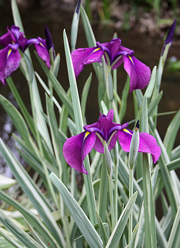 Iris ensata 'Variegata' (Striped Japanese Iris) slide #61447
