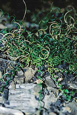 Juncus effusus 'Curly Wurly' (Corkscrew Rush) slide #17988