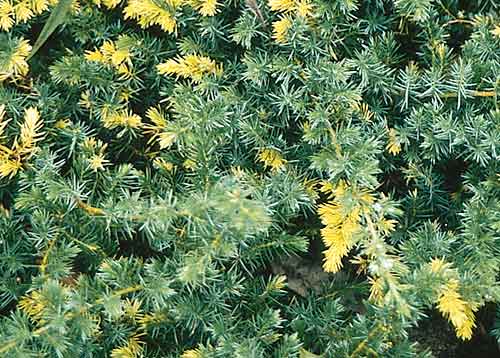 Juniperus conferta 'Sunsplash' (Sunsplash Shore Juniper) slide #11428