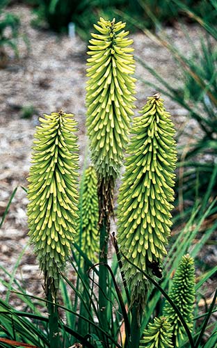 Kniphofia pumila (Dwarf Red Hot Poker) slide #17530